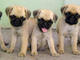 Gratis pug cachorros disponibles