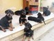 Gratis rottweiler cachorros lista