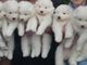 Gratis samoyedo cachorros listo