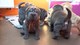 Gratis shar pei cachorros listo