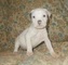 Gratis staffordshire bull terrier cachorros disponibles