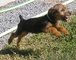 Gratis terrier australiano cachorros disponibles