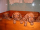 Gratis vizsla húngaro cachorros disponibles