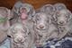 Gratis weimaraner cachorros disponibles