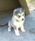 Gratis impresionante alaska malamute cachorros