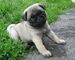 Regalo pug cachorros