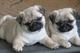 Cachorros pug para nuevos hogares ahora