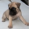 Gratis bullmastiff cachorros