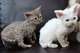 Gratis devon rex gatitos disponibles