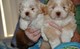 Gratis lhasa apso cachorros