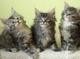 Gratis maine coon gatitos disponibles