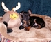 Gratis manchester terrier cachorros