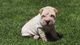 Gratis shar pei cachorro