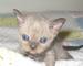 Regalo devon rex gatitos listos