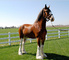 Gratis caballo clydesdale disponibles