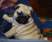 Gratis hermosos pug carlinos con fca