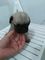 Gratis pug carlino hembra