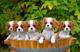 Cachorros de cavalier king charles spainel