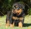 Gratis rottweiler perritos