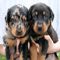 Gratis beauceron cachorros listo