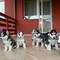 Husky siberiano cachorros para la adopción