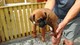 Gratis -boxer stud, 0 corazón marcado y kc registrado