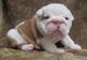 Regalo adorables bulldog ingles cachorros con vacuna Hermosa c - Foto 1