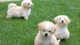 Regalo Listo ahora fabulosos cachorros maltipoo - Foto 1