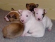 Regalo muy activo cachorros bull terrier