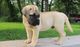 Regalo muy cautivador bullmastiff cachorros