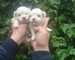 Maltese cachorros con