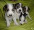 Hermoso fox terrier cachorros en venta 001 - Foto 2