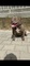 American bully pocket champagne hembra