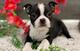 Radoption cachorros boston terrier, macho y hembra