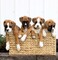 Regalo aadorable cachorros boxer