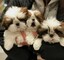 Regalo ccachorros de shih tzu