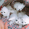 Regalo mini ttoy cachorros bichon maltes,