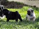 Regaloo cachorros carlino pug