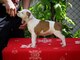 Staffordshire terrier americano, cachorros