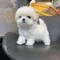 Regalo cachorros de bichon maltes mini toy para adopcion bt