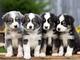 Regalo cachorros de border collie para adopcionqr