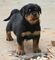 Regalo cachorros de rottweiler en adopcion ea