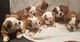 Regalo impresionate cachorros bulldog ingles