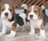 Regalo cachorros de beagle para adopcion q1d