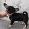 Regalo cachorros de chihuahua para adopcion qw7