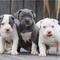 Regalo cachorros de pitbull para adopcion wf